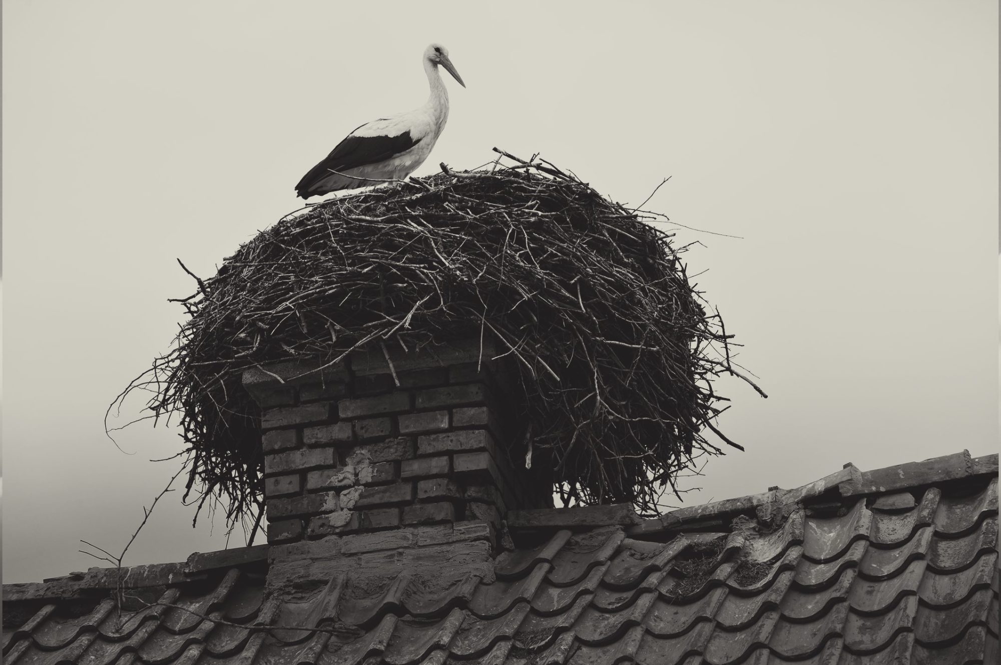 birds nest on chimney